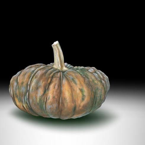 Primer plano aislado de un dibujo realista de la mano de calabaza vector