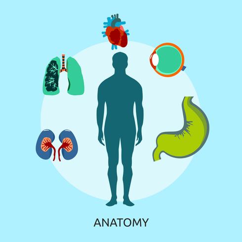 Anatomía Conceptual Ilustración Diseño vector