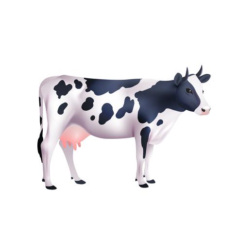 Ilustración realista de la vaca vector