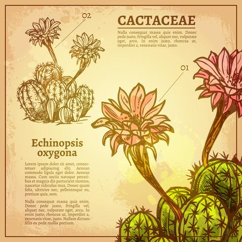 Cactus Botanical Illustration vector