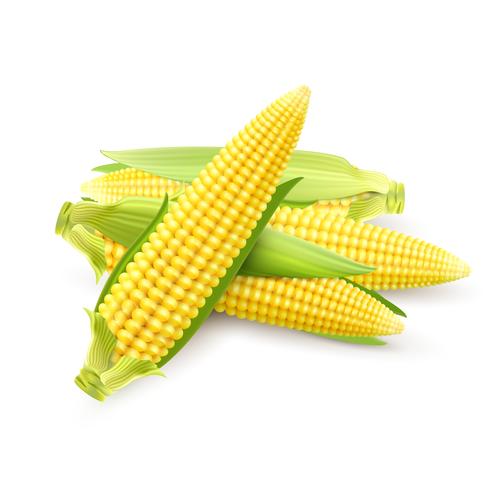 Corn Cobs Realistic vector