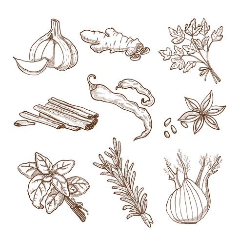 Hand Drawn Herbs And Spices Set vector