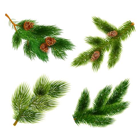 Fir and pine trees branches icons set  vector