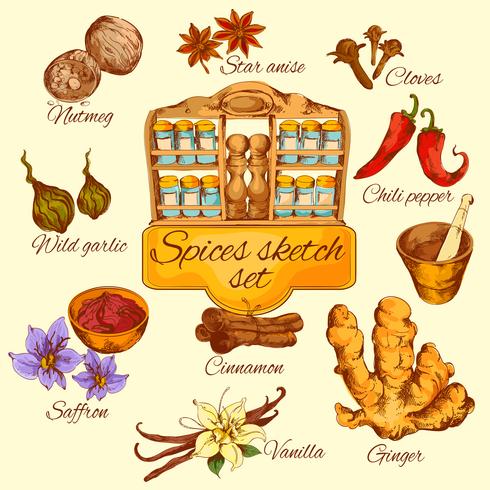 Spices Sketch Colored vector