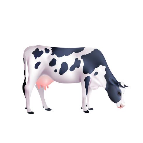 Ilustración realista de la vaca vector