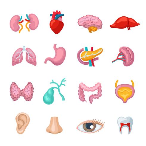 Human Organs Set vector