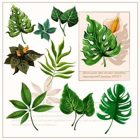 Green tropical leaves pictograms set vector