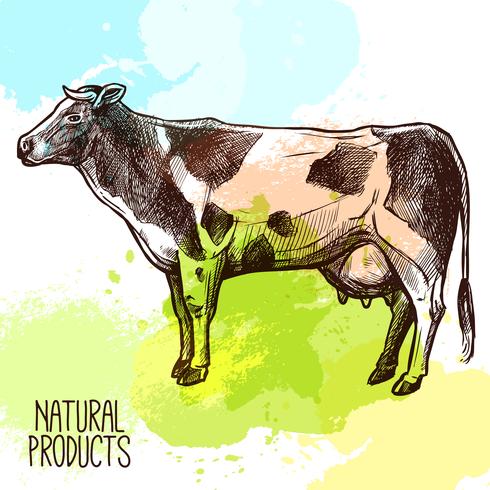 Ilustración de bosquejo de vaca vector