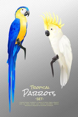 Realistic Tropical Parrots Set vector