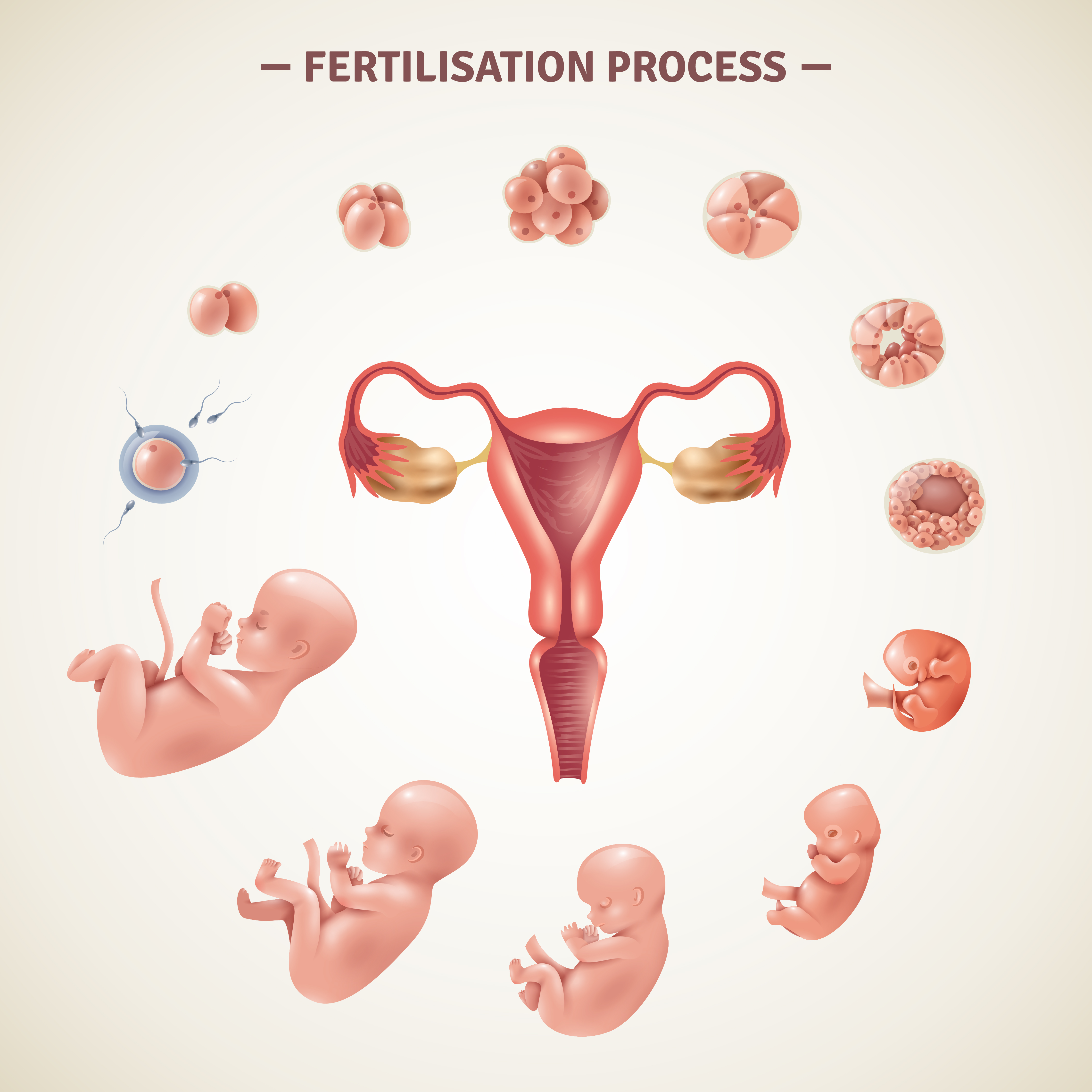 Human Fertilization  Process  Poster Download Free Vectors 