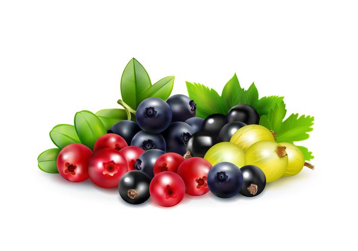 Berry Mix Realistic Concept  vector