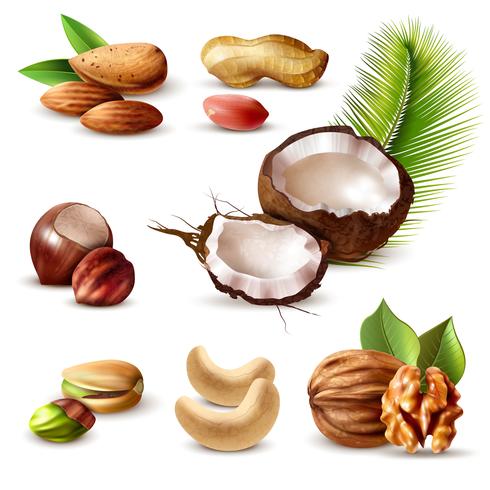 Set de nueces realista vector