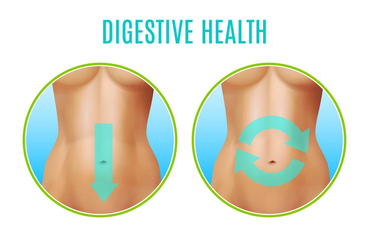 Diseño realista de salud digestiva vector