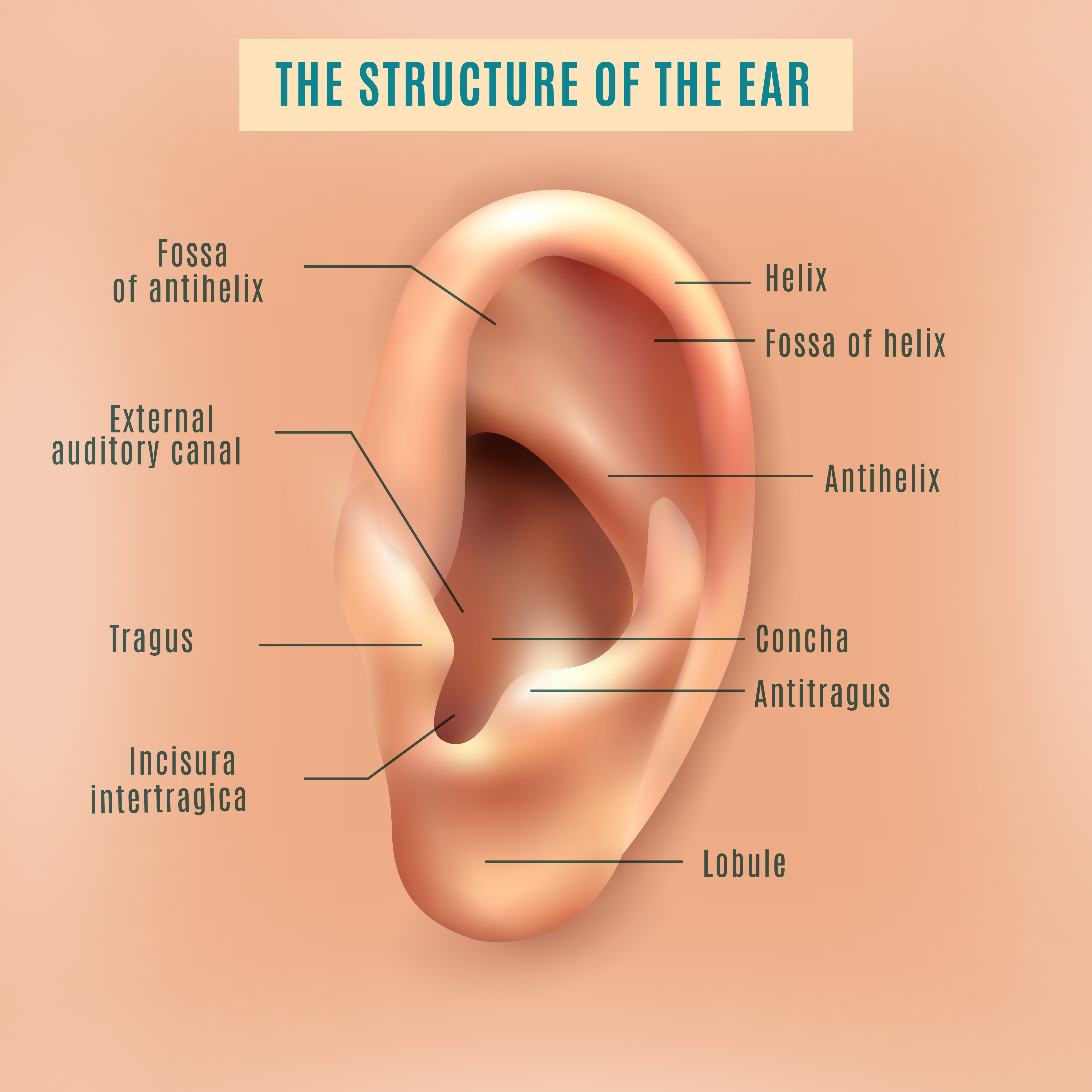 Книга в ухе бесплатное приложение. Человеческое ухо плакат. Ухо инфографика.