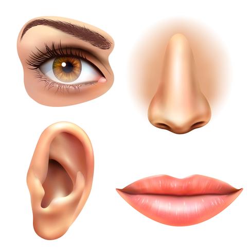 Eye Ear Lips Nose Icons Set vector