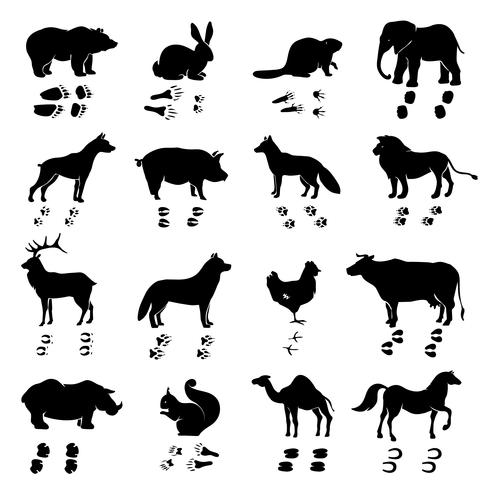 Conjunto de siluetas y pistas de animales. vector