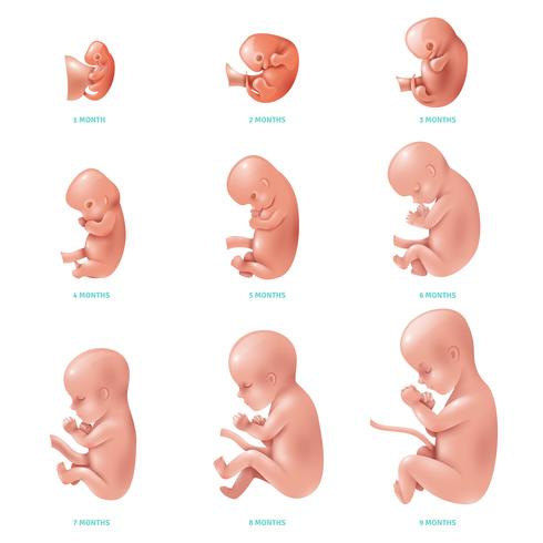 Human Fetus Inside Icon Set vector