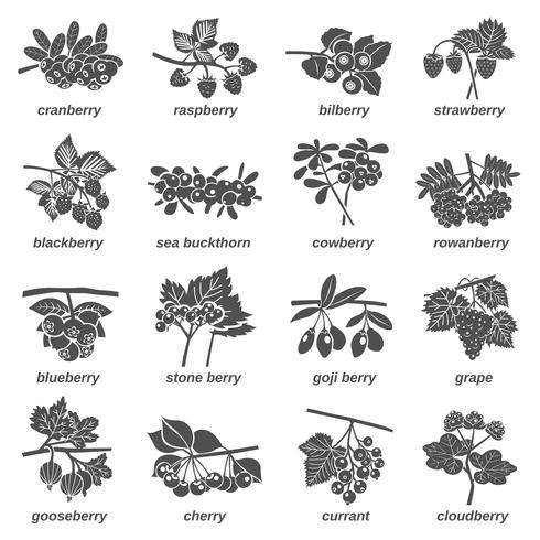 Berries Monochrome Icons Set vector