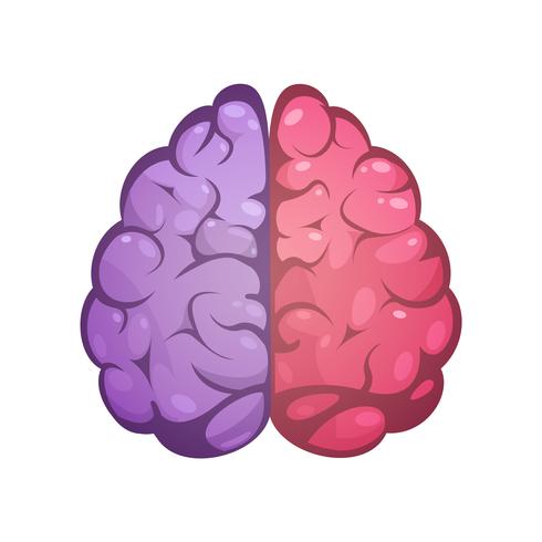 Right And Left Brain Symbolic Image  vector