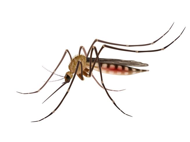 Mosquito realistic illustration vector