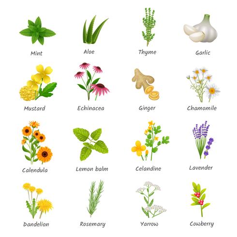 Plantas hierbas medicinales iconos planos establecidos vector