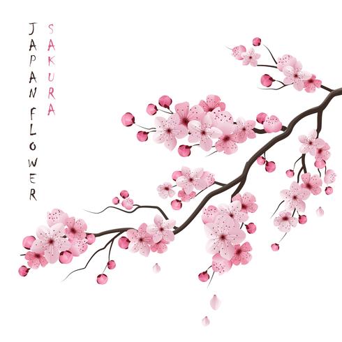 Realistic Sakura Branch vector