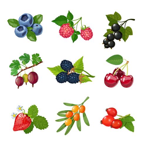 Berries Of Trees And Shrubs Set  vector