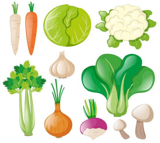 Diferentes tipos de vegetales frescos. vector