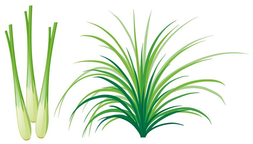 Lemon grass leaves and roots vector