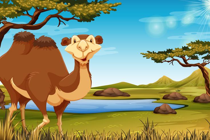 Un camello en savana vector