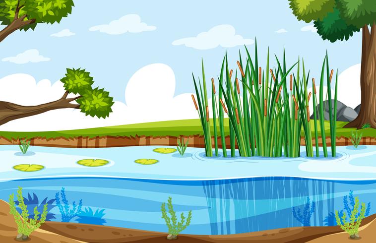 A nature swamp landscape vector