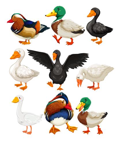 Conjunto de personajes de pato. vector