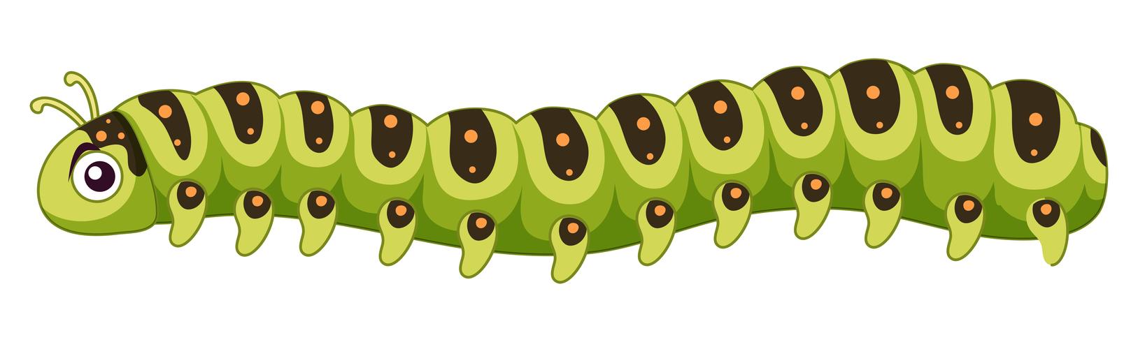 Caterpillar Clip Art