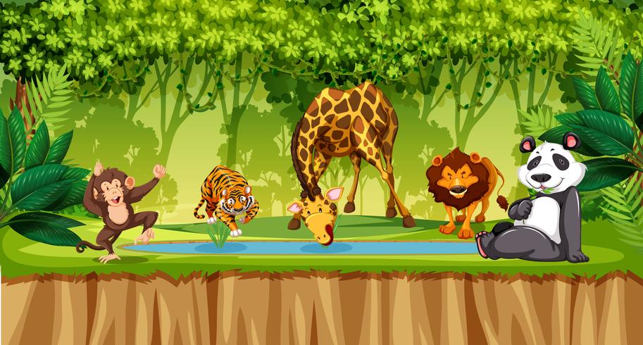 Wild animals in jungle vector