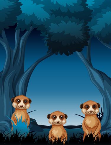 Meercat at night scene vector