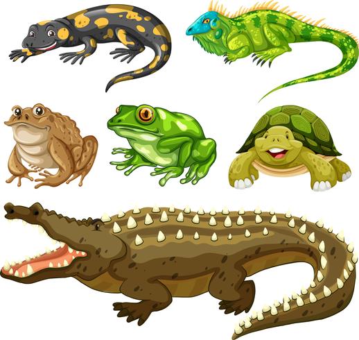 Set of reptile animal vector