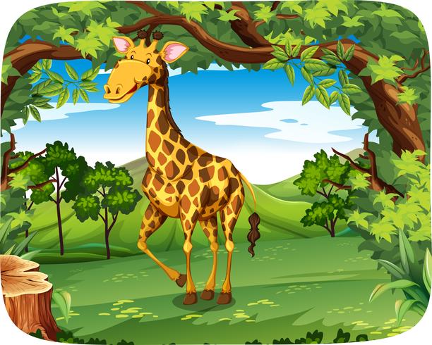 A giraffe in forest