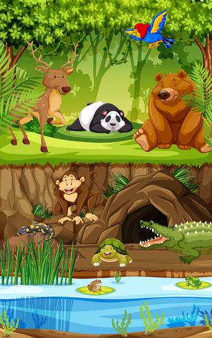 Wild animal in jungle vector