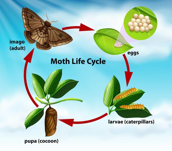 A moth life cycle vector