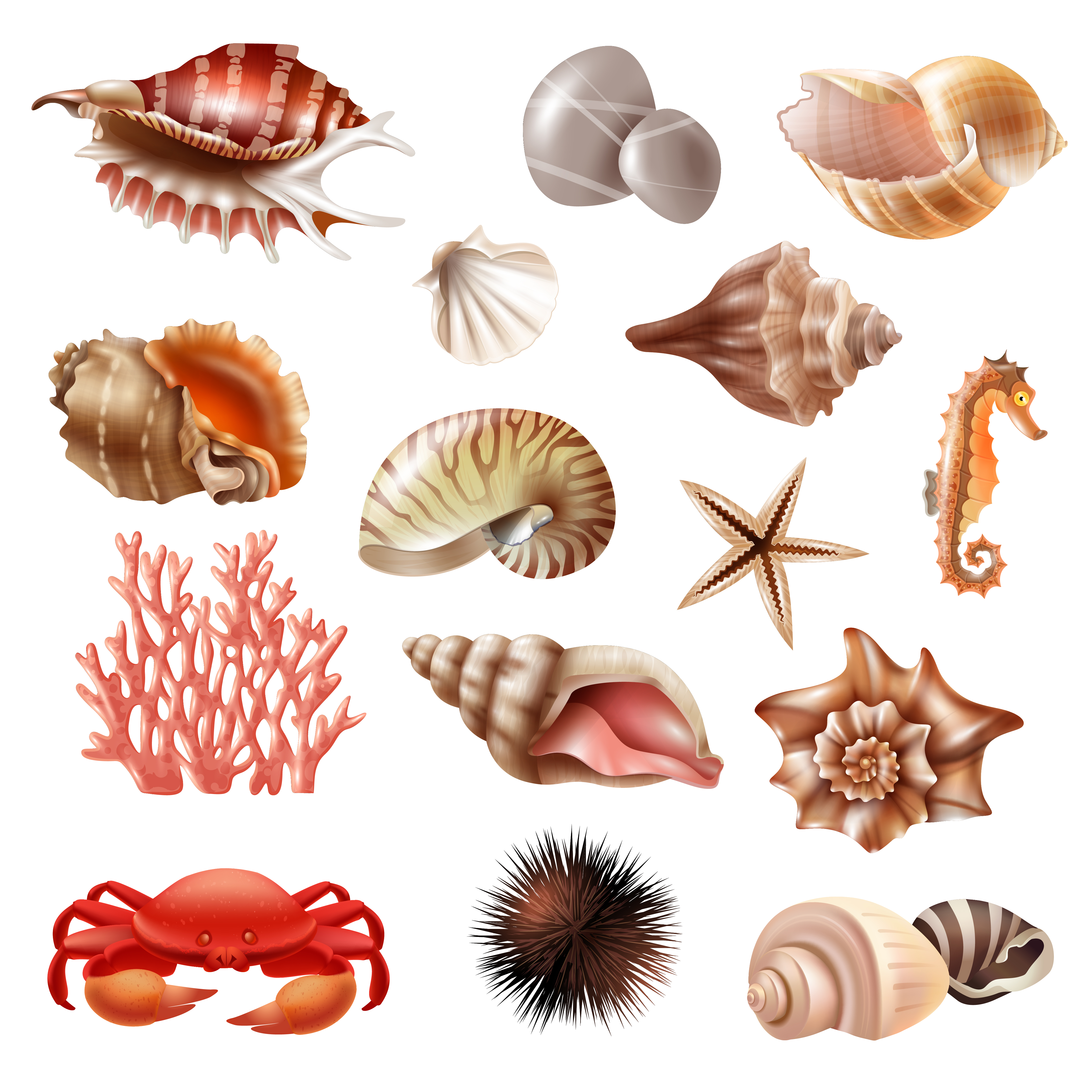 Seashell Realistic Set 475599 - Download Free Vectors, Clipart Graphics