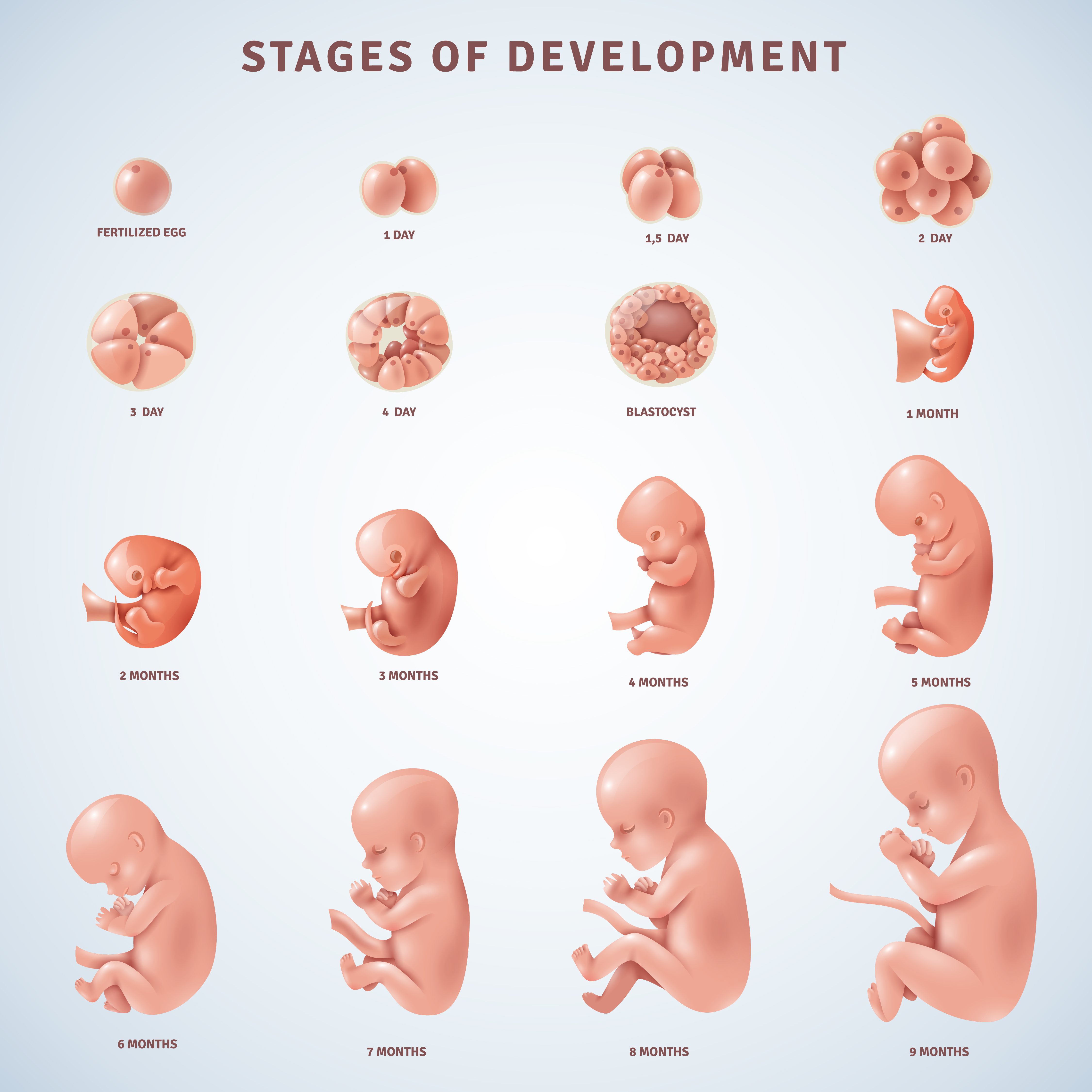 Human Embryo Development Stages