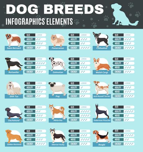 Perros de raza Infografía vector