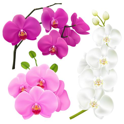 Orchid Flowers Realistic Colorful Set vector