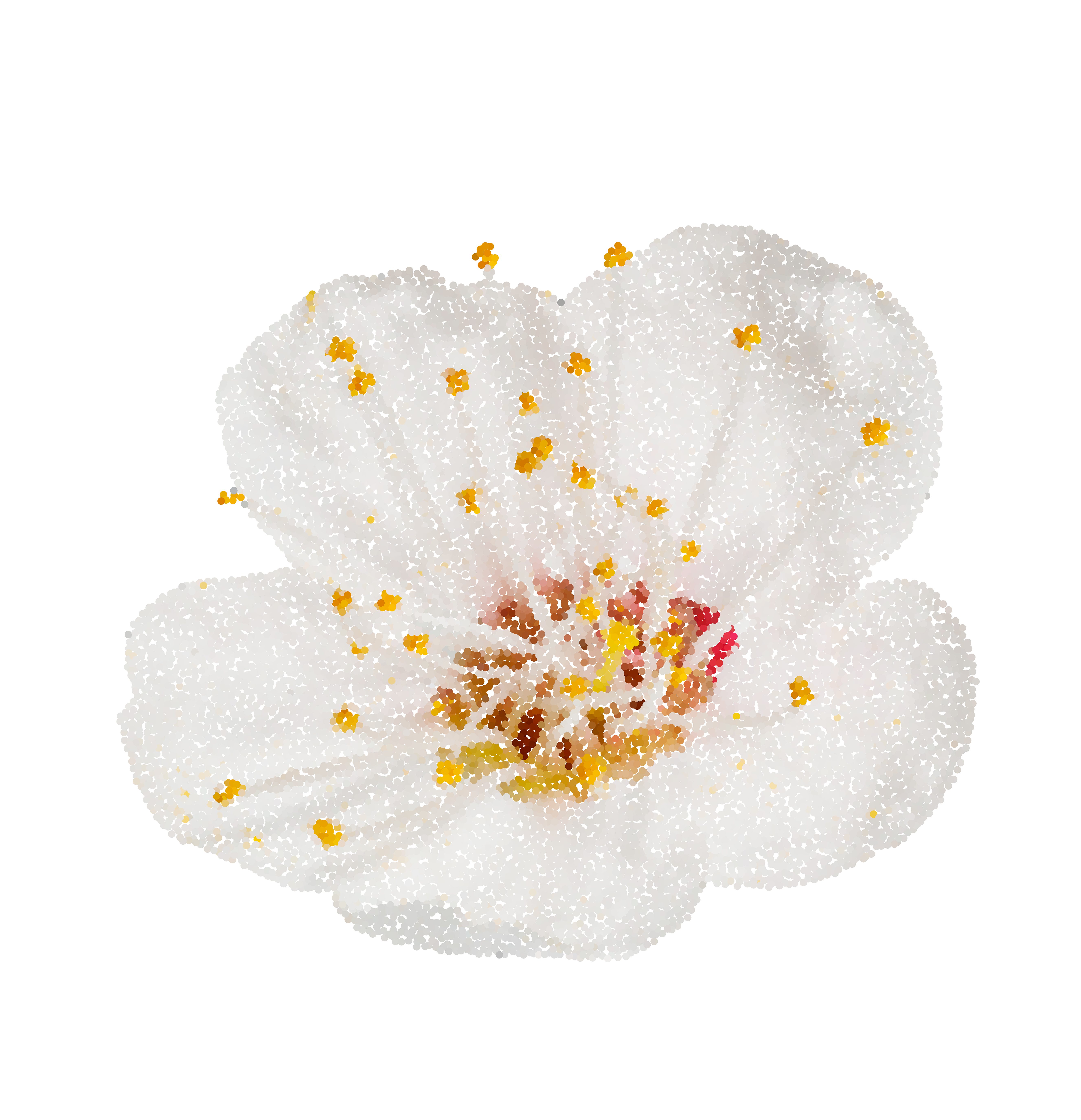 Spring flower apple blossoms bloomed isolated on white ...