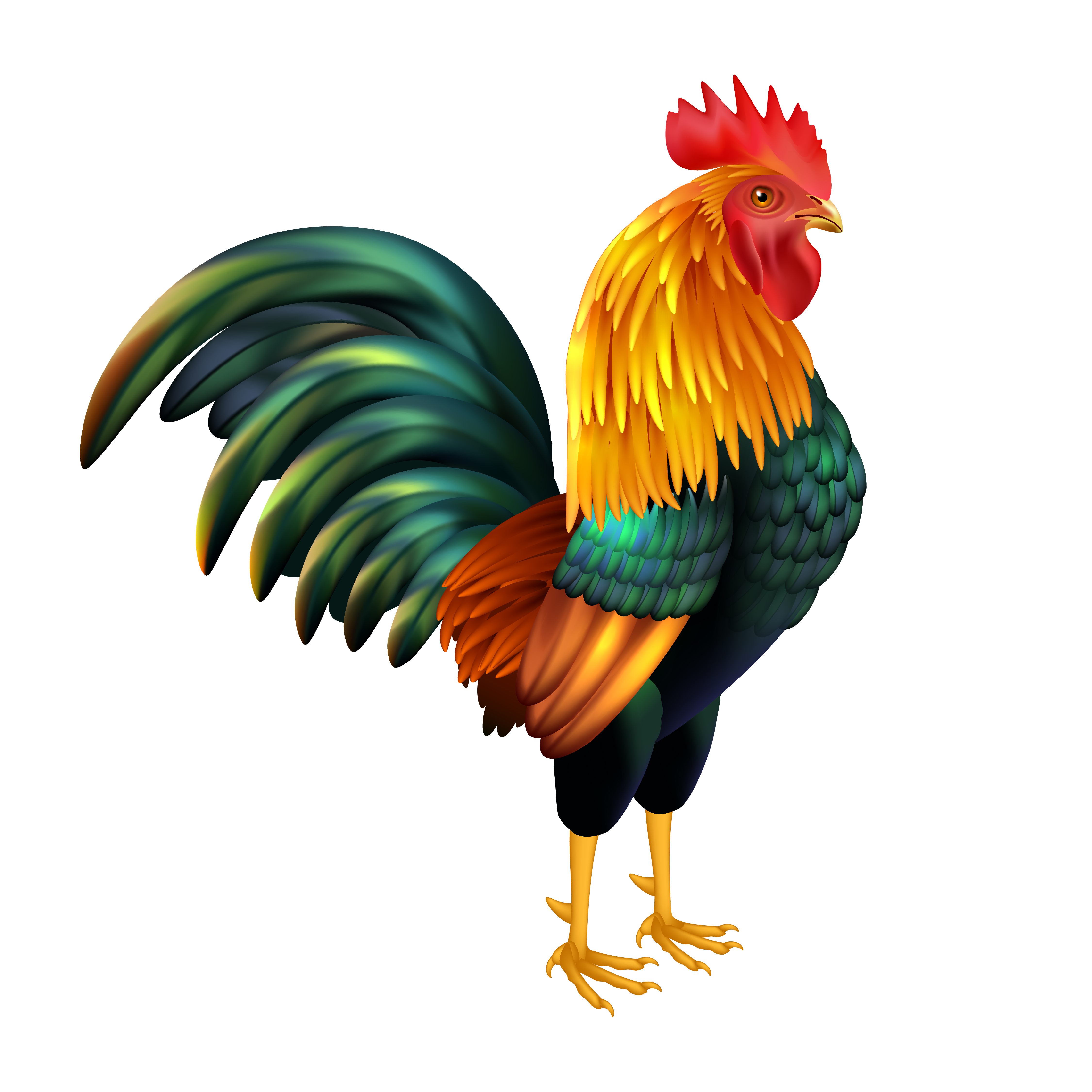 Download Colorful Realistic Rooster - Download Free Vectors, Clipart Graphics & Vector Art
