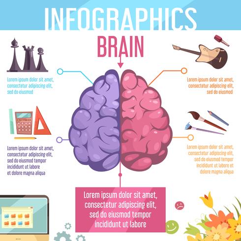 Cerebro cerebral Hemisferios Funciones Infografía Póster vector