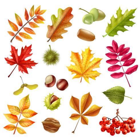 Autumn Leaves Set vector