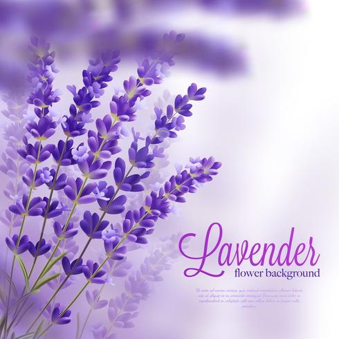 Fondo de flor de lavanda vector