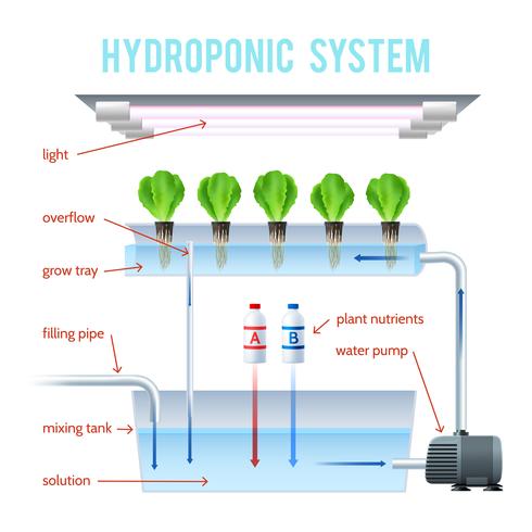 Hydroponics Colored Infographic vector