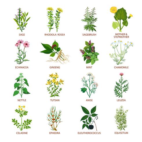 Iconos de hierbas medicinales plana vector